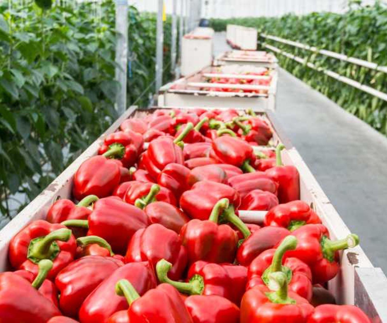 bins of greenhouse bell peppers