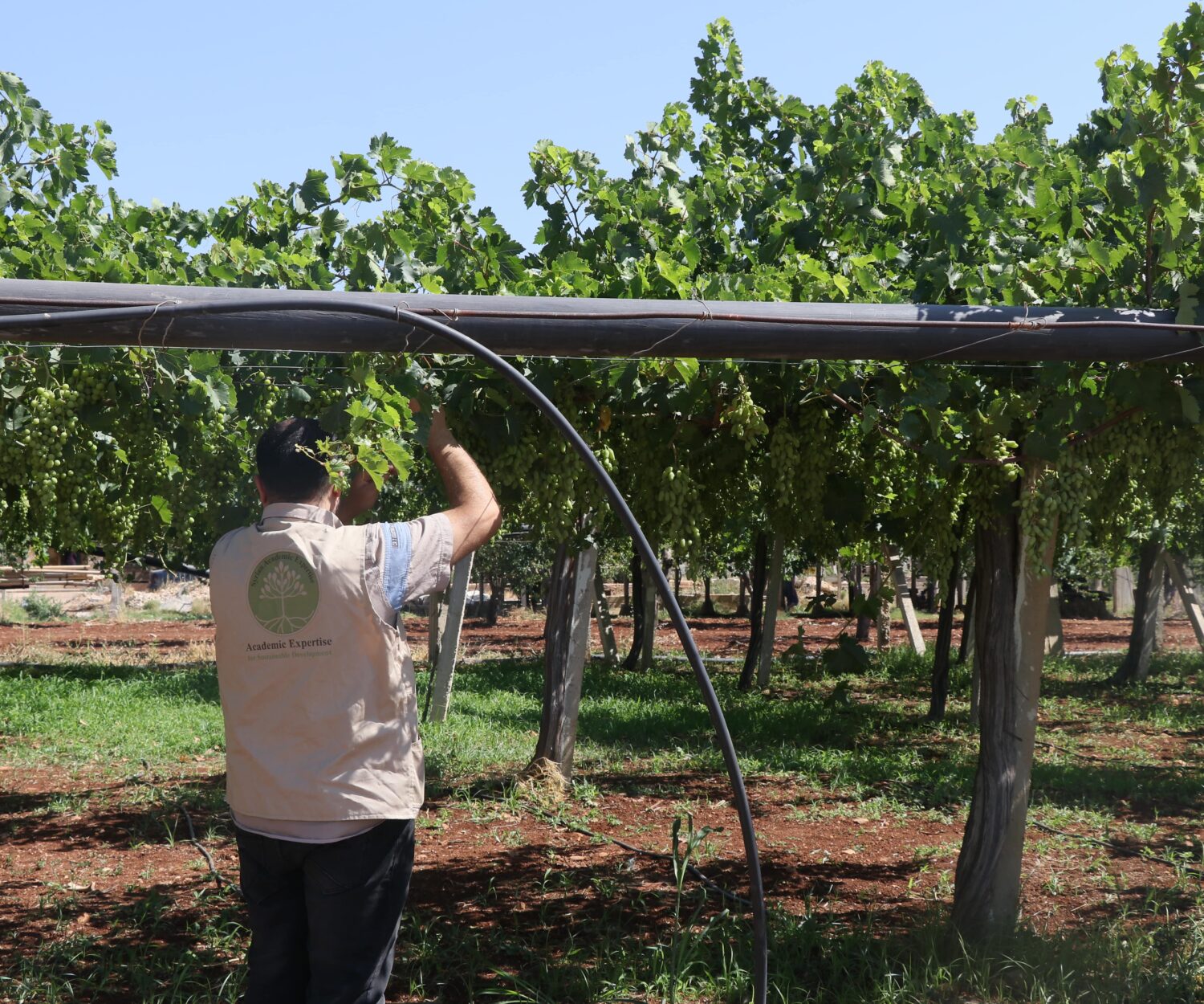 بساتين العنب